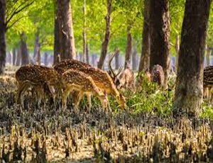 Sundarban Luxury Tour